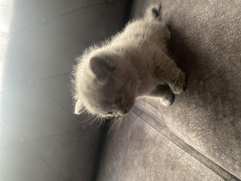 2 Aylık Yavru British