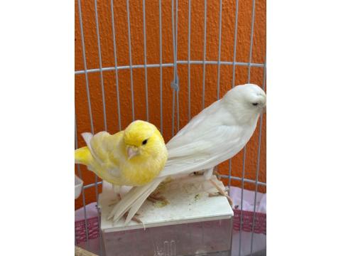 1 Erkek Ve 1 Dişi Kanarya