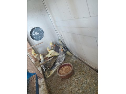 Yeni Bebek Yavru Sultan Papağanları