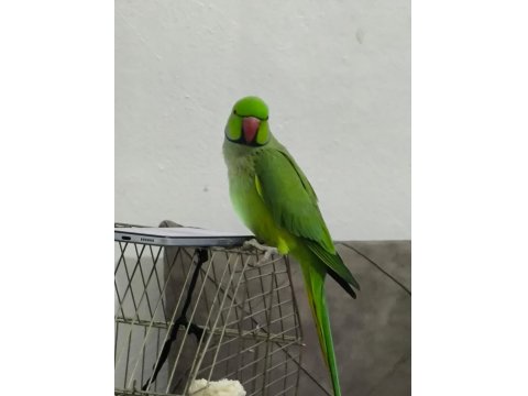 Artist Pakistan Papağanımız Yeni Sahibini Bekliyor