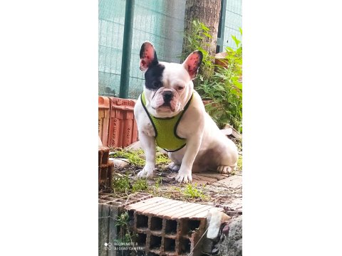 4 Yaşında Erkek Fransız Bulldog