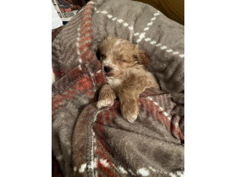 Yavru Maltipoo Köpeği