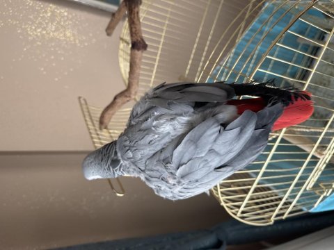 Erkek 3,5 Yaşında Jako Papağanı