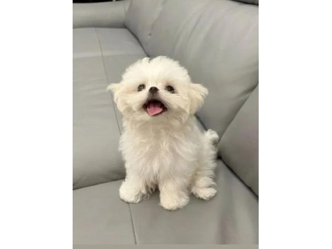 Arkadaş Canlısı Maltese Yavrularımız