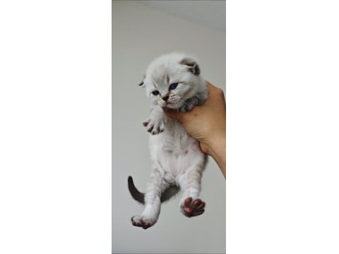 Scottish Fold Blue Point