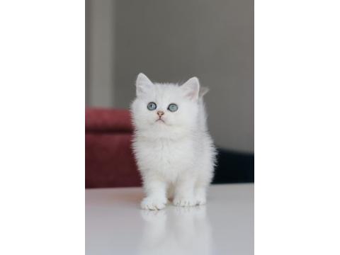 Full Şecereli Babadan Teslime Hazır Erkek Kedimiz