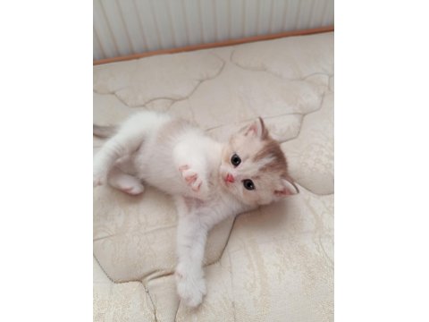 Dünyalar Tatlısı British Yavrularımız Yeni Yuvalarını Arıyor