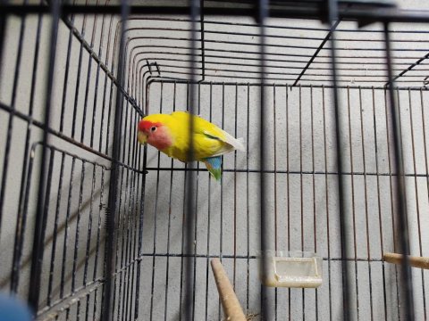 Erkek Sevda Papağanı