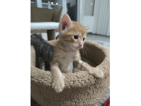 Yavru Tekir Kedilerimiz