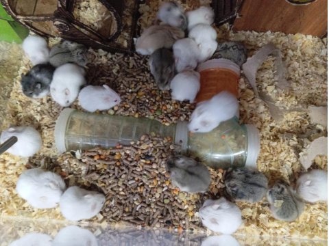 Yavru Hamsterlar