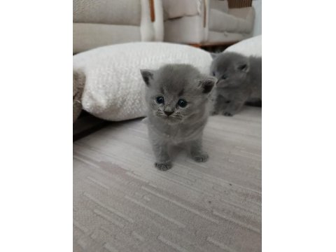 Gümüş Kardeş Kediler