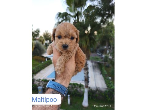 Maltipoo Dişi Ve Erkek Yavrularımız
