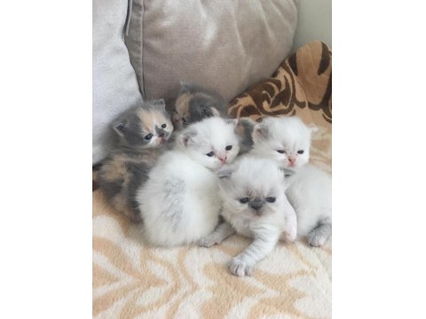 Exotic Shorthair Bebeklerimiz