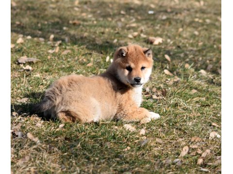 Minyatür Shiba İnu Orange Yavru