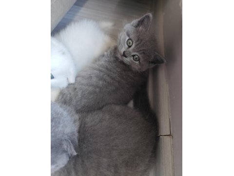 Yavru Kedilerimiz Yeni Yuva Arıyor