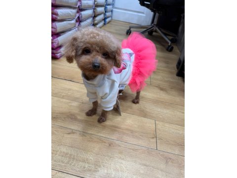 2 Yaşında Teddy Dişi Poodle
