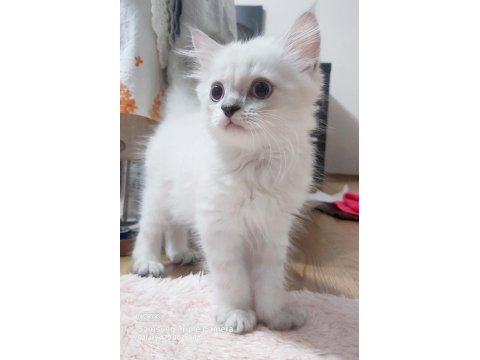 Scottish Straight Red Point Silver Erkek 21 Nisan Doğumlu