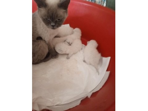 Orjinal Üst Düzey Yavru Kediler