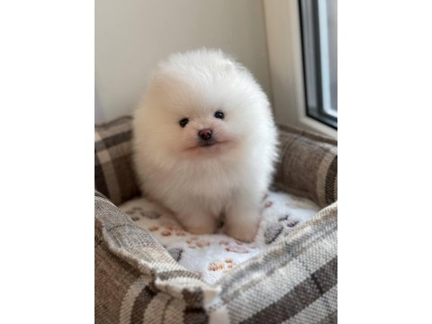 Pomeranian Boo Teddy Bear Yavrularımız