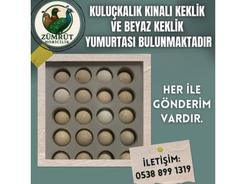 Kuluçkalık Kınalı Ve Beyaz Keklik Yumurtası