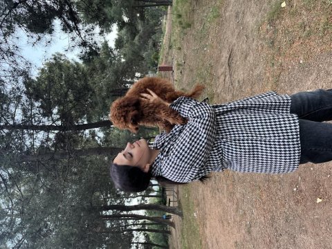 6 Aylık Yavru Erkek Poodle