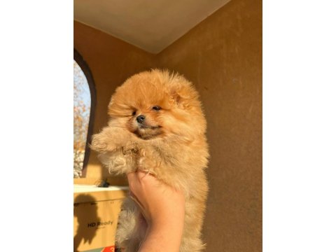 Teddy Bear Pomeranian Bebeğimiz