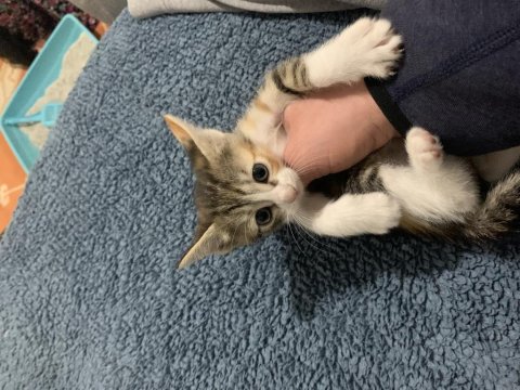 Bu Yavru Kediler Sahiplendirilecektir