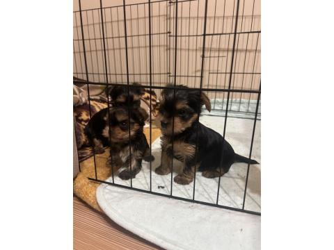 A Kalite Yorkshire Terrier Bebekler