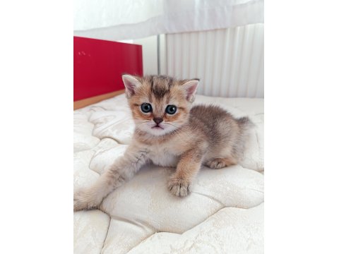 Dünyalar Tatlısı British Yavrularımız Yeni Yuvalarını Arıyor