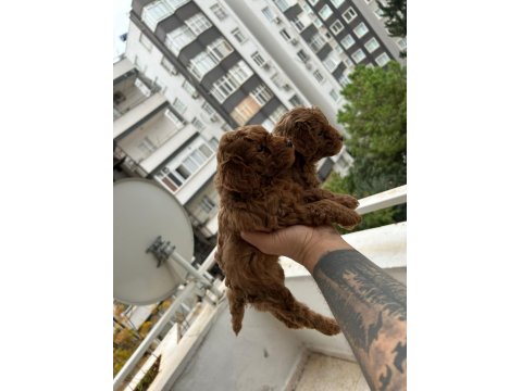 Toy Poodle Yavrularımız Sağlık Garantili