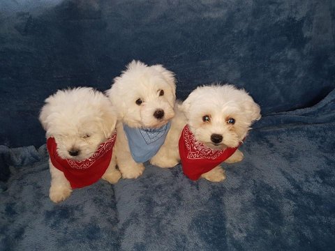 Dünya Tatlısı Terrier Yavruları