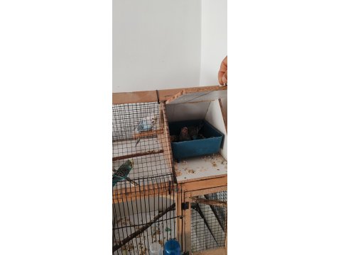 Kafes İle Birlikte Muhabbet Kuşlar