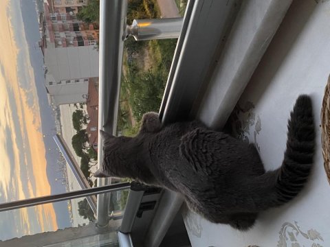 Sıcakkanlı Kedimizi Sahiplendiriyoruz