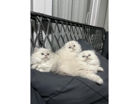 A Kalite British Bebekler