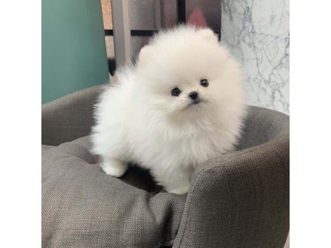 Mersin De Şirin Pomeranian Boo Köpekler