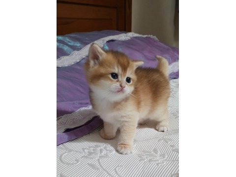 Golden Ny12 British Shorthair