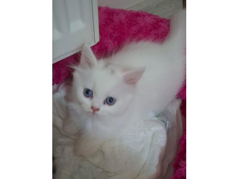 Pamuk Şekerim British Longhair Helen