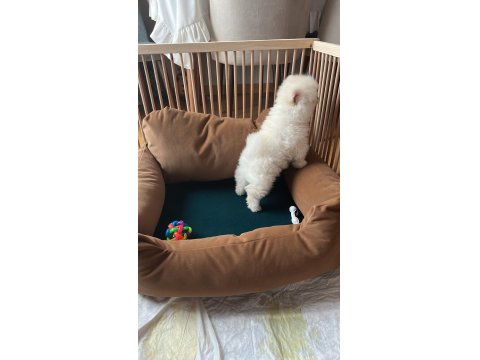 2 Aylık Erkek Pomeranian Boo