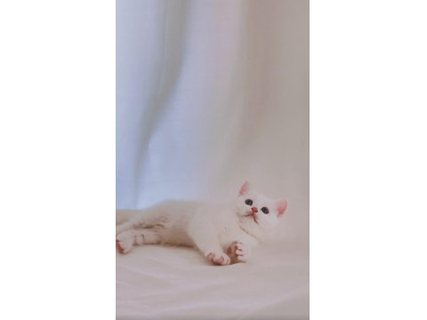 Şişman, Şirin Ve Enerjik: Sevimli Beyaz British Shorthair