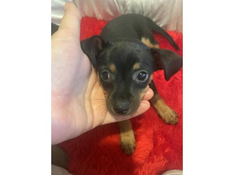 0 Numara Minyatür Pinscher Yavrular
