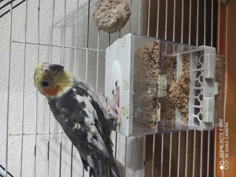 Konuşan Sultan Papağanı Çiko 3 Kelime 2 Şarkı