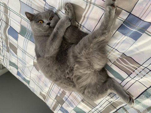 Akıllı Kedimiz British Shorthair Hera