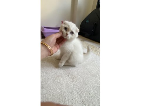 2.5 Aylık Scottish Erkek Acil Yuva