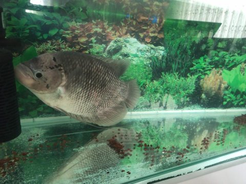 43 Cm Dev Show Boy Gurami