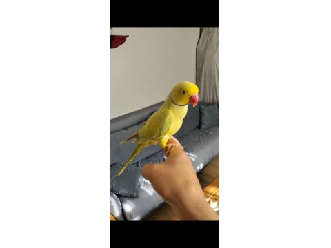 Yetişkin Sarı Pakistan Erkekler