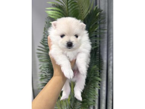 Dişi Pomeranian Köpeği