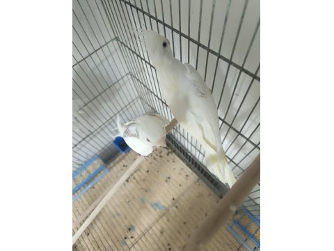 Zincir Desen Heavy Sultan Papağanı