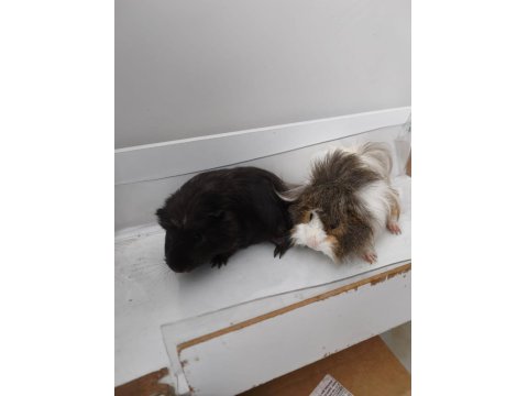 Amerikan Ve Meksikan İki Dişi Ginepig