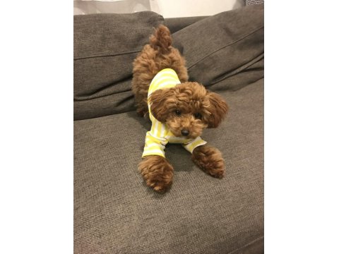 Poodle Yavrular O Kadar Güzeller Ki İnme İndiriyor