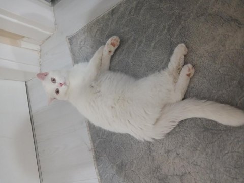 British Beyaz Kedimiz